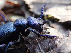 Meloe violaceus