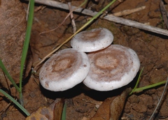 Leucocybe candicans