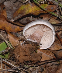 Leucocybe candicans