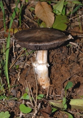 Agaricus gennadii