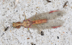 Ditaxis meridiei