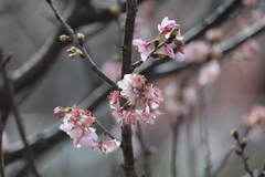 Prunus serrulata