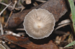 Mycena pseudopicta