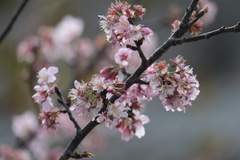Prunus serrulata