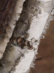 Betula pendula