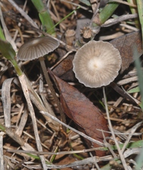 Mycena pseudopicta
