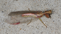 Ditaxis meridiei