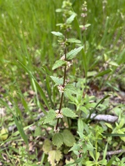 Urtica chamaedryoides