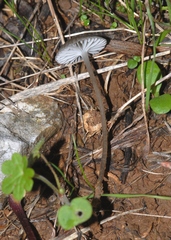 Mycena pseudopicta