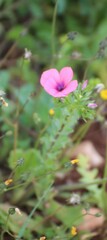 Linum pubescens