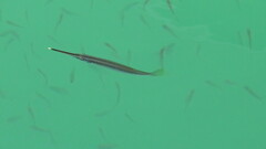 Zenarchopterus buffonis