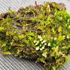 Fuscocephaloziopsis lunulifolia