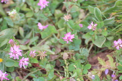 Trifolium resupinatum