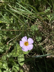Oxalis obliquifolia