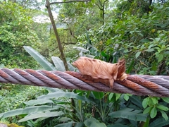 Megalopyginae