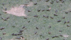 Gastropoda