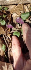 Packera obovata