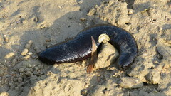 Holothuria leucospilota