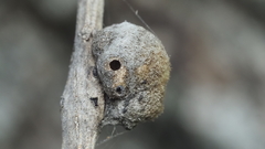 Striatoandricus aciculatus