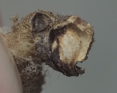 Striatoandricus aciculatus