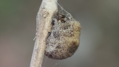 Striatoandricus aciculatus