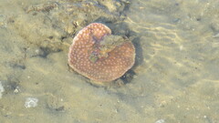 Duncanopsammia peltata