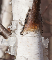 Betula pendula