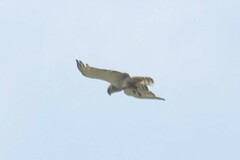 Circaetus beaudouini