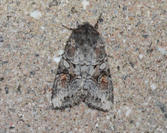 Trichordestra legitima