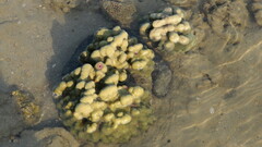 Porites porites