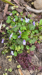 Mazus pumilus