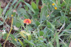 Lathyrus blepharicarpos