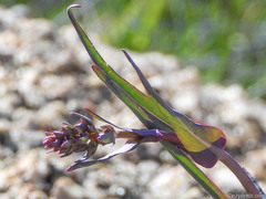 Penstemon subulatus