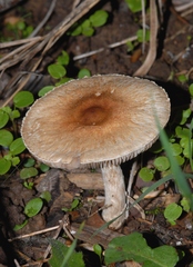 Lepiota oreadiformis