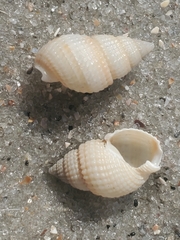 Ilyanassa trivittata