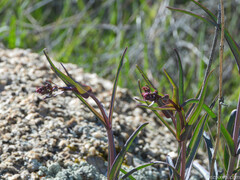 Penstemon subulatus