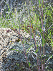 Penstemon subulatus