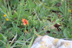 Lathyrus blepharicarpos