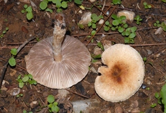 Lepiota oreadiformis