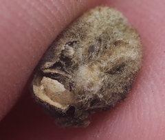 Striatoandricus aciculatus