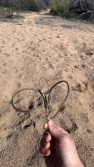 Proboscidea parviflora