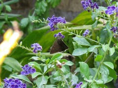 Murgaria jalapus