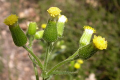 Senecio lividus
