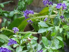 Murgaria jalapus