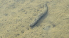 Holothuria leucospilota