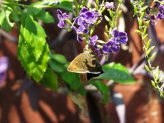 Murgaria jalapus