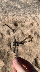 Proboscidea parviflora