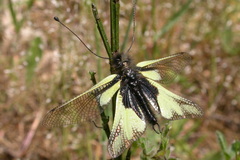 Libelloides coccajus