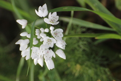 Allium neapolitanum