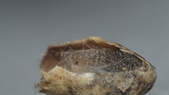 Striatoandricus aciculatus